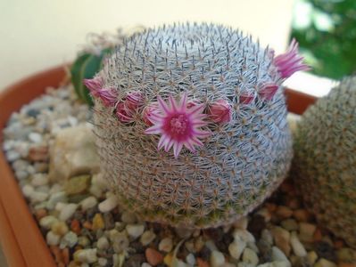 Mammillaria perbella cv. superfina