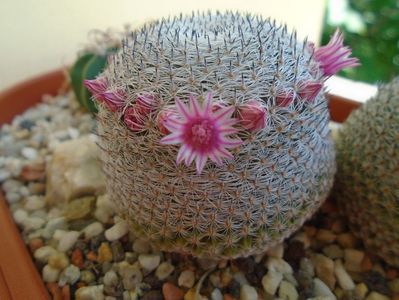 Mammillaria perbella cv. superfina