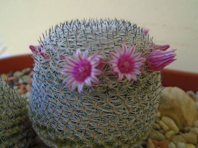 Mammillaria perbella cv. superfina