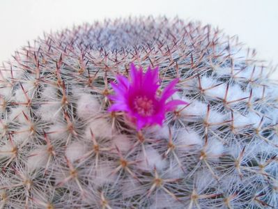 Mammillaria hahniana