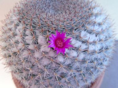 Mammillaria hahniana