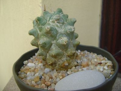 Thelocactus rinconensis ssp. multicephalus