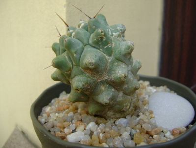 Thelocactus rinconensis ssp. multicephalus