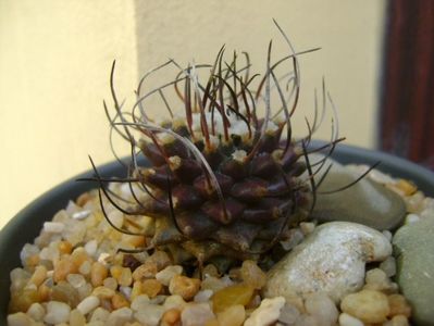 Turbinicarpus hb. gracilis x jauernigii