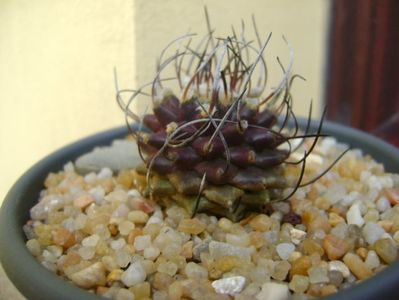 Turbinicarpus hb. gracilis x jauernigii