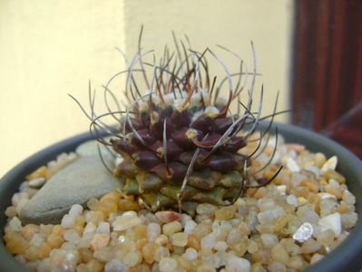 Turbinicarpus hb. gracilis x jauernigii