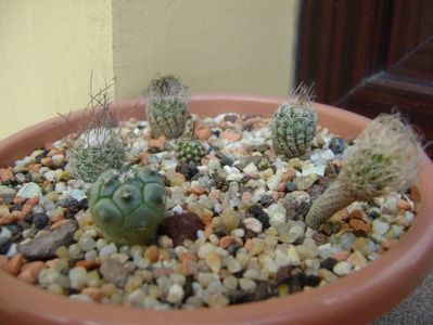 Grup de 6 Turbinicarpus; Turbini. krainzianus v. minimus
Turbini. krainzianus v. lausseri  
Turbini. krainzianus
Turbini. dickisoniae  
Turbini. gracilis
Turbini. lophophoroides
