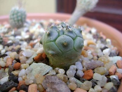 Turbinicarpus lophophoroides