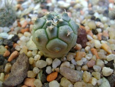 Turbinicarpus lophophoroides