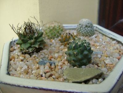 Grup de 5 Turbinicarpus; Turbini. alonsoi    
Turbini. valdezianus
Turbini. ysabelae
Turbini. alonsoi hb.
Turbini. hb. gracilis x lophophoroides
