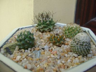 Grup de 5 Turbinicarpus; Turbini. alonsoi    
Turbini. valdezianus
Turbini. ysabelae
Turbini. alonsoi hb.
Turbini. hb. gracilis x lophophoroides
