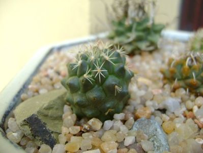 Turbinicarpus hb. gracilis x lophophoroides