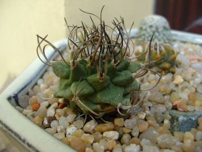 Turbinicarpus alonsoi hb.