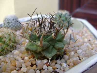 Turbinicarpus alonsoi hb.