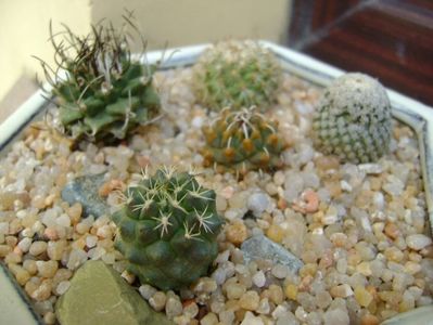 Grup de 5 Turbinicarpus; Turbini. alonsoi    
Turbini. valdezianus
Turbini. ysabelae
Turbini. alonsoi hb.
Turbini. gracilis x lophophoroides
