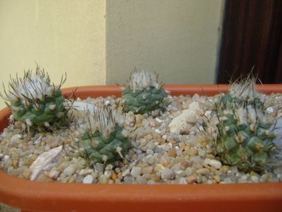 Grup de 8 Turbinicarpus; Turbini. hb. 5 ex. 
T. klinkerianus
T. laui
T. bonatzii
