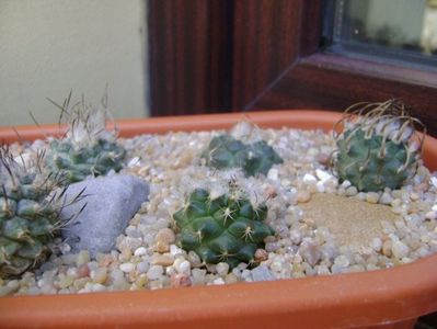 Grup de 8 Turbinicarpus; Turbini. hb. 5 ex.
T. klinkerianus
T. laui
T. bonatzii
