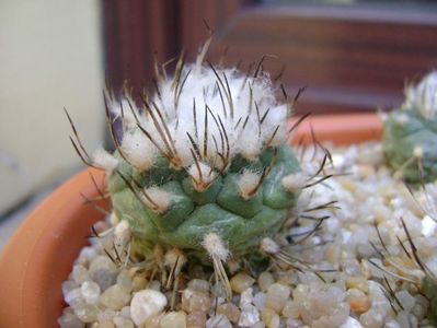 Turbinicarpus hibrid 1