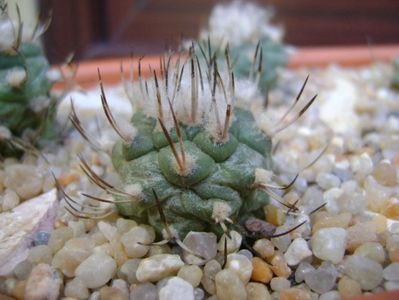 Turbinicarpus hibrid 2