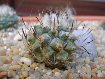 Turbinicarpus hibrid 3