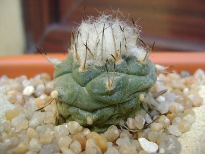 Turbinicarpus hibrid 4