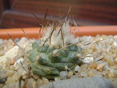 Turbinicarpus hibrid 5