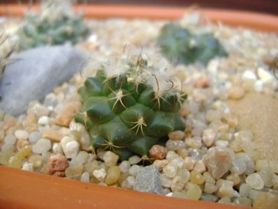 Turbinicarpus laui