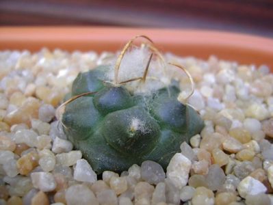 Turbinicarpus bonatzii