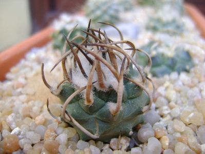 Turbinicarpus klinkerianus