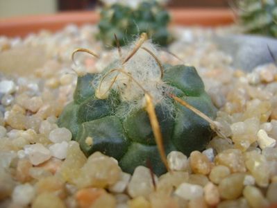 Turbinicarpus bonatzii