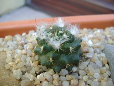 Turbinicarpus laui