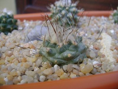 Turbinicarpus hibrid 5