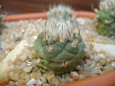 Turbinicarpus hibrid 4