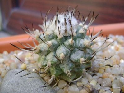 Turbinicarpus hibrid 3