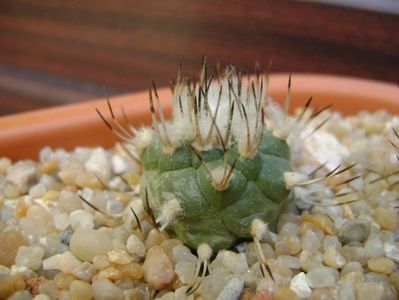 Turbinicarpus hibrid 2