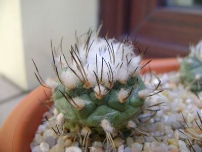 Turbinicarpus hibrid 1