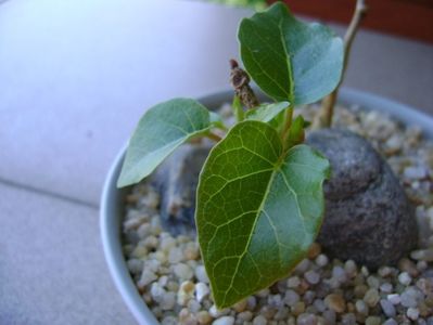 Ficus abutilifolia