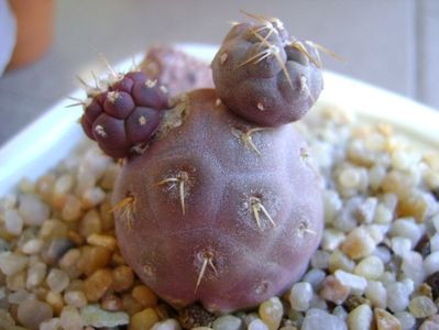 Tephrocactus geometricus