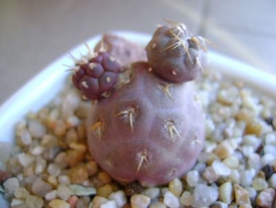 Tephrocactus geometricus