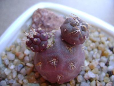 Tephrocactus geometricus