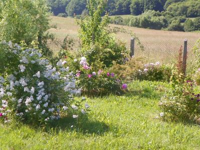 rosa multiflora