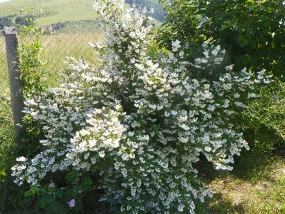 deutzia Codsall Pink