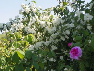 philadelphus Snowbell