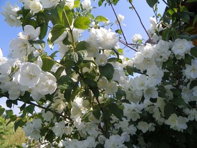 philadelphus Snowbell