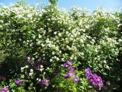 clematis Summer Snow si Chewbluemore