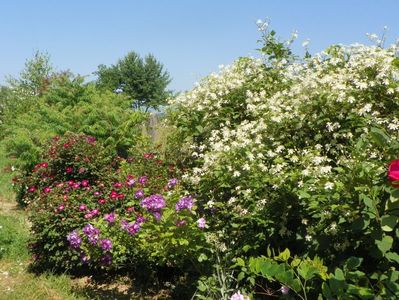 clematis Summer Snow, Chewbluemore, Violacea