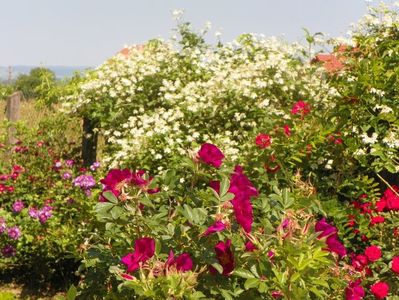 clematis Summer Snow, Ann Endt, Blaze Superior