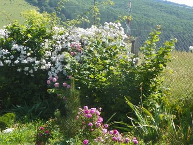 Paul's Himalayan Musk, Duc de Cambridge