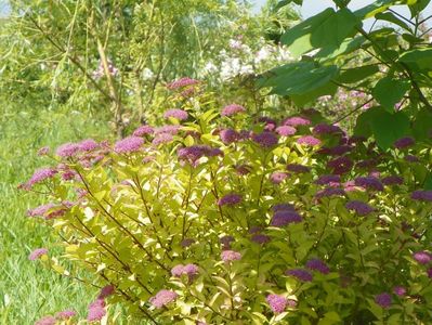 spiraea Firelight