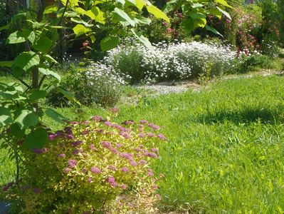 spiraea Firelight